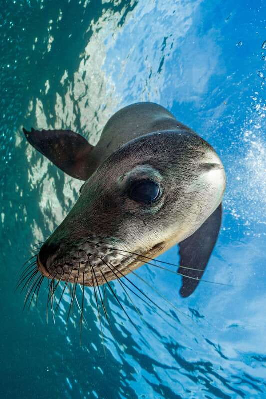 Espiritu Santo Island: Snorkeling Sea Lion Adventure - Snorkeling Gear, Wetsuits, and Sunscreen Rules You Actually Need