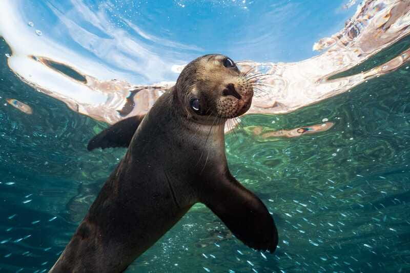 Espiritu Santo Island: Snorkeling Sea Lion Adventure - Should You Book Mexico Travel Adventure for the Espiritu Santo Sea Lion Day?