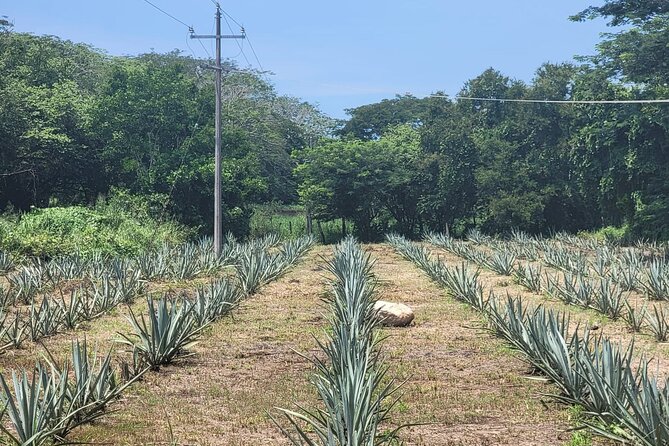 Finca 18 Puerto Vallarta Tequila Tour + Chocolate Pairing - Tour the Agave Nursery and Fields on a 12-Acre Estate