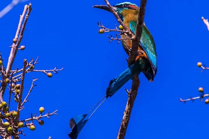 Five Cenotes Jungle Experience in the Riviera Maya - Small-group privacy: what it changes on your day