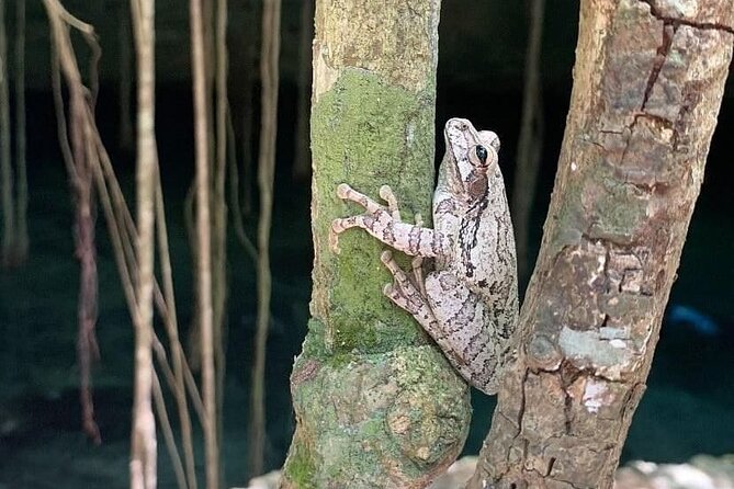 Five Cenotes Jungle Experience in the Riviera Maya - Who this tour suits best (and who should rethink it)