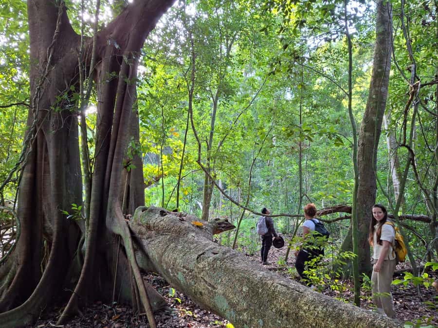 From Bacalar: Calakmul Ruins Expedition & Jungle Trek - Key Things You’ll Notice on This Bacalar to Calakmul Day Trip