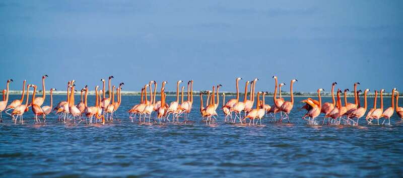 From Cancún: Rio Lagartos & Las Coloradas Day Trip & Lunch - Price and extras: what $104 really turns into