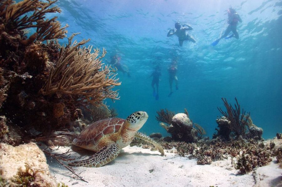 From Cancun: Tulum and Akumal Cenote and Turtle Swim Tour - Akumal Beach Turtle Snorkeling: The Main Event, With Real-Water Expectations