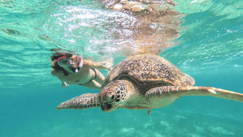 From Cancun: Tulum and Akumal Cenote and Turtle Swim Tour - Price and Logistics: What You’re Paying For, and What Costs Extra