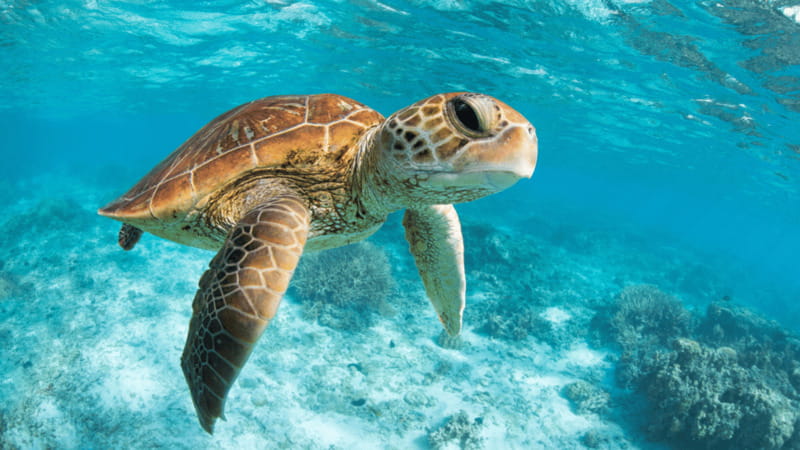 From Cancun: Tulum, Cenote and Turtle Swim Tour at Akumal - Staff That Make a Long Day Work: Guides and Drivers Matter