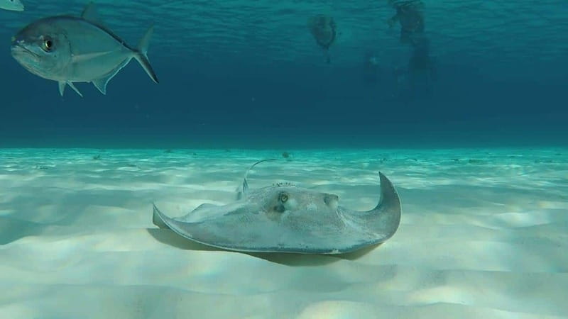 From Cozumel: 3 Reefs Boat Tour with Drinks and Snorkeling - Why three reefs makes your snorkeling time feel bigger