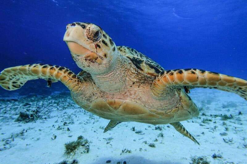 From Cozumel: 3 Reefs Boat Tour with Drinks and Snorkeling - Marina Asipona meeting point, and the port-to-boat timing that actually works