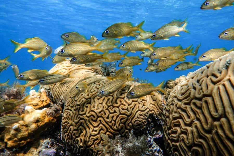 From Cozumel: Starfish, Stingrays and the Turtle Sanctuary - Playa El Cielito: shallow stingray wading in clear water