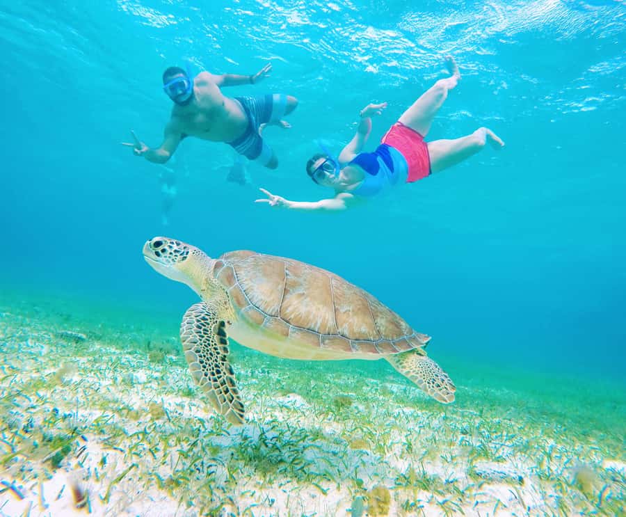 From Cozumel: Starfish, Stingrays and the Turtle Sanctuary - Snorkeling gear, plus the small safety details that make a difference