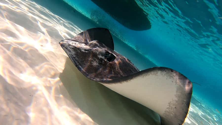 From Cozumel: Starfish, Stingrays and the Turtle Sanctuary - Small irritations that can change your experience