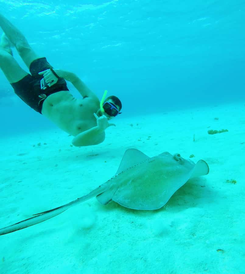 From Cozumel: Starfish, Stingrays and the Turtle Sanctuary - Meeting point at Marina Asipona, and how the timing feels in real life