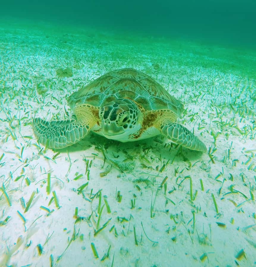 From Cozumel: Starfish, Stingrays & El Cielo Beach Snorkel - Cozumel Turtle Bay: Sanctuary Energy and the Chance to See Turtles