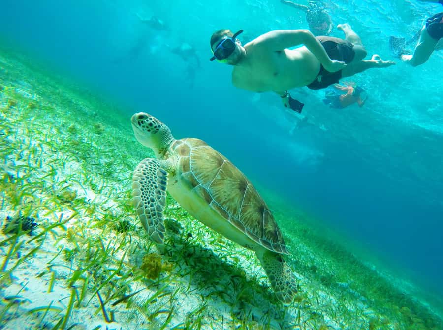 From Cozumel: Starfish, Stingrays & El Cielo Beach Snorkel - Meeting at Marina Asipona and the Port-Close Advantage