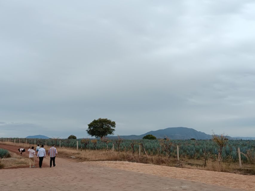 From Guadalajara: Tequila Town and Cantaritos El Guero - Who should book, and who might want a different style of trip