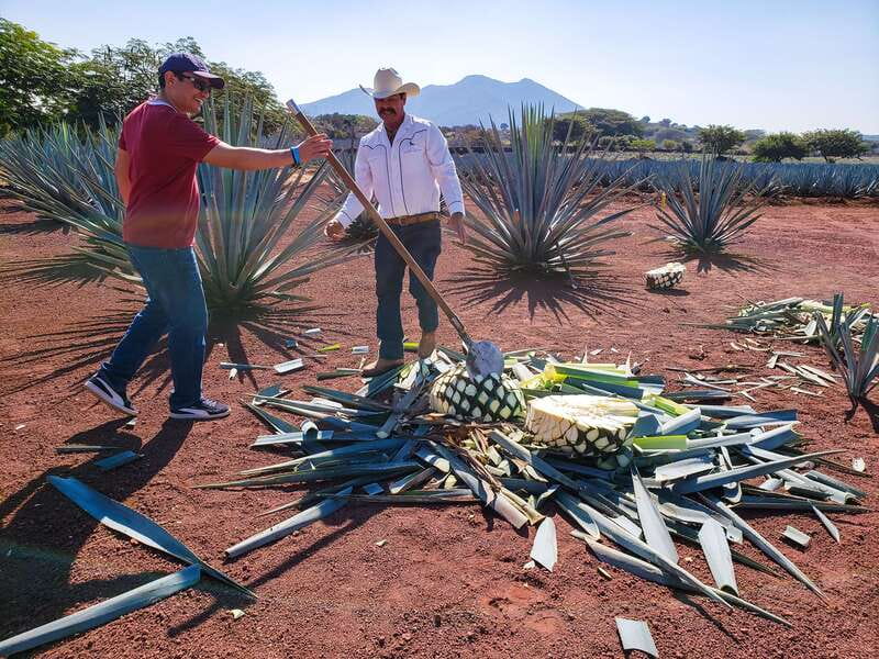 From Guadalajara: Town of Tequila & Jose Cuervo Factory Tour - Key things I’d pay attention to