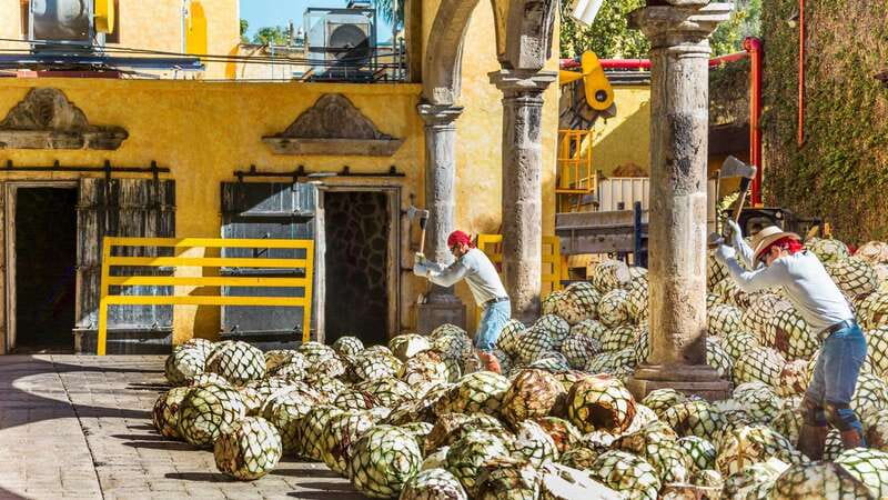 From Guadalajara: Town of Tequila & Jose Cuervo Factory Tour - The in-between moments: coffee break, secret photo stop, and downtime