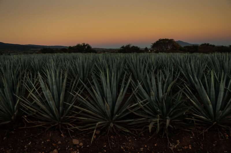 From Guadalajara: Town of Tequila & Jose Cuervo Factory Tour - Price and value: what $145 gets you for a full day