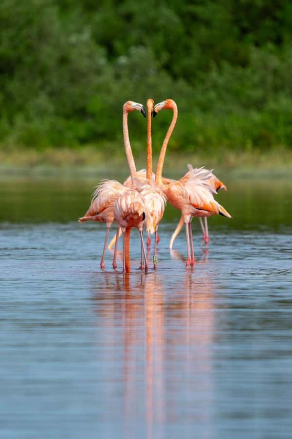 From Merida to Celestún: Biosphere, Flamingos & Beach Escape - Key reasons this Celestún trip works