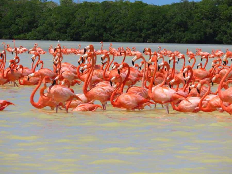 From Merida to Celestún: Biosphere, Flamingos & Beach Escape - From Mérida parking lot to Celestún timing that makes sense