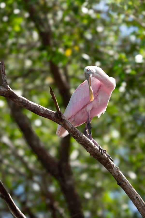 From Merida to Celestún: Biosphere, Flamingos & Beach Escape - Local lunch and food choices that fit the day