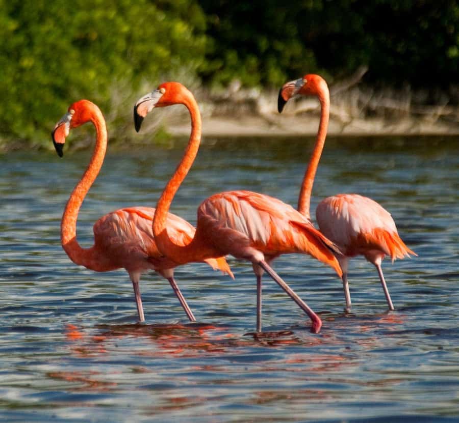 From Merida to Celestún: Biosphere, Flamingos & Beach Escape - Guides on the ground: Jorge, Eric, and Sergio shape the day