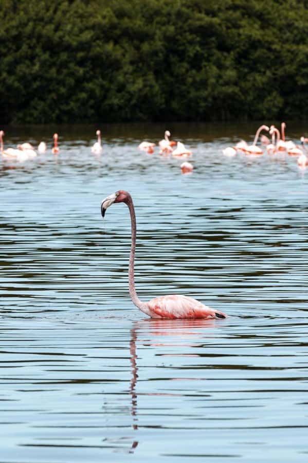 From Merida to Celestún: Biosphere, Flamingos & Beach Escape - What to bring so the day feels easy, not annoying