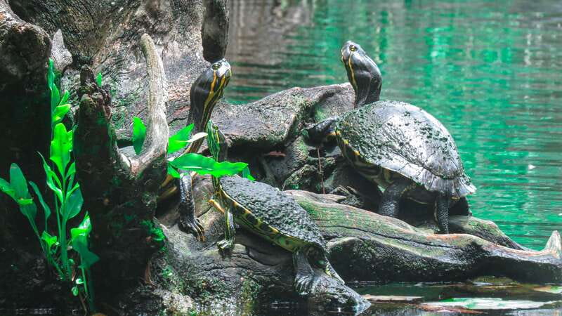 From Riviera Maya: 3 Cenotes Adventure Tour with Lunch - Early Casa Cenote: the calm start that makes the day