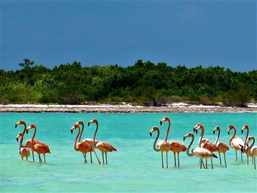 From Riviera Maya: Holbox Full-Day Tour with Lunch - Booking call: should you do this Holbox full-day tour?