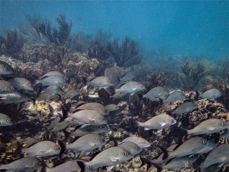 From Riviera Maya: Snorkeling & Private Cenote Half-Day Tour - Price and Value: Why $169 Can Make Sense