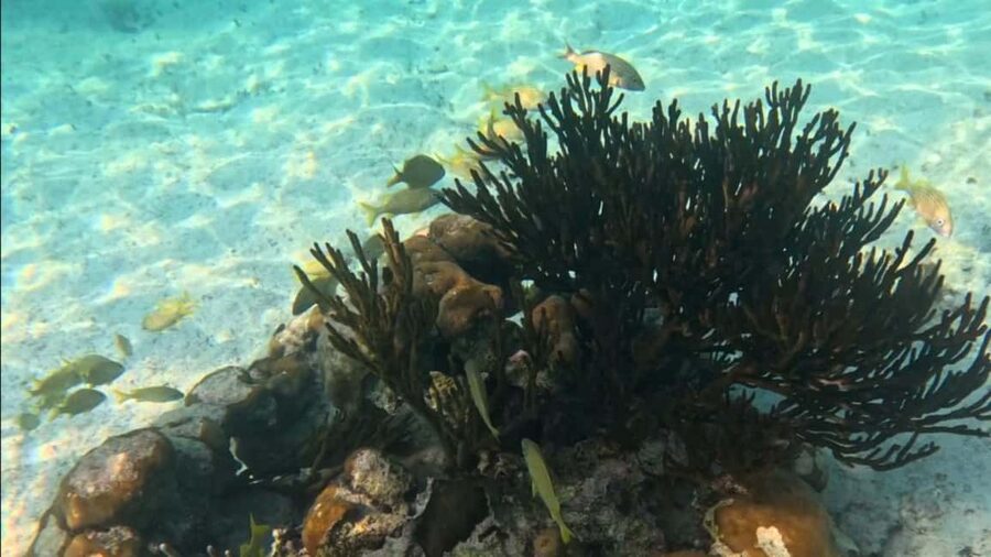 From Riviera Maya: Tulum, Cenote, & Akumal Turtle Swim Trip - Cenote Mariposa: your cool-water swim break and lunch stop