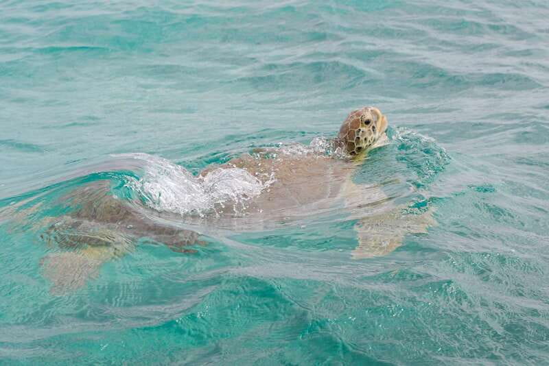 From Tulum: Sian Kaan Boat Trip Adventure with Lunch - What to bring (and what to skip) for a smoother day