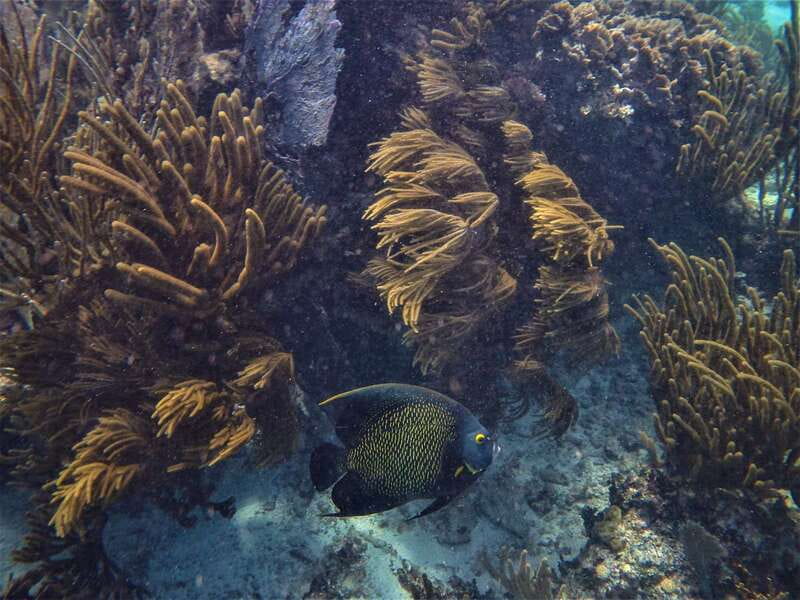 From Tulum: Sian Kaan Boat Trip Adventure with Lunch - The reef snorkeling window: where conditions can change everything
