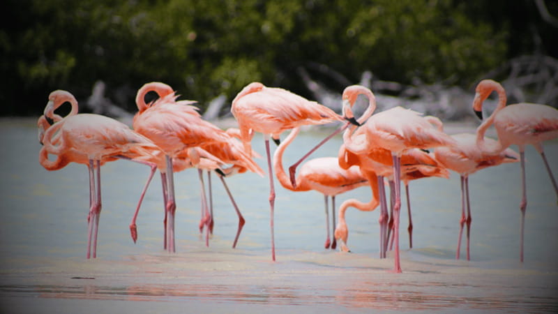 FROM VALLADOLID RIO LAGARTOS + LAS COLORADAS + CENOTE (COLECTIVO TOURISTIC) - One day, three worlds: Río Lagartos, Las Coloradas, and Cenote Hubiku