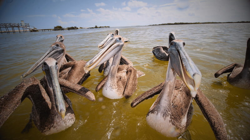 FROM VALLADOLID RIO LAGARTOS + LAS COLORADAS + CENOTE (COLECTIVO TOURISTIC) - Río Lagartos Nature Reserve: flamingos, mangroves, and an optional boat ride