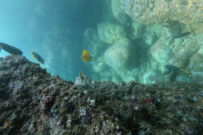 Full-Day Experience in Banderas Bay - Stop 3: Playa Quimixto, jungle hike, waterfall fun, and a horse option