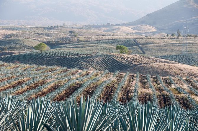 Full Day in Tequila with Tasting and party in Cantaritos - Key highlights at a glance