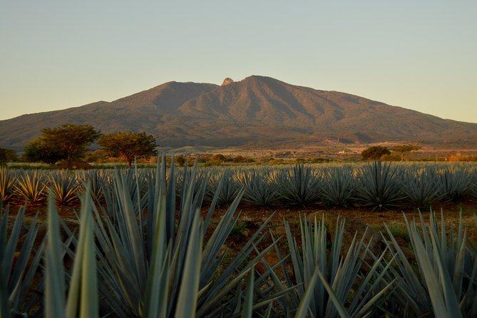 Full-Day Tequila Tour from Guadalajara - Key highlights worth your attention