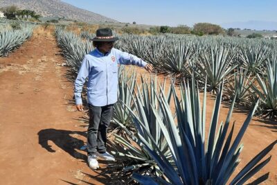Full-Day Tequila Tour from Guadalajara
