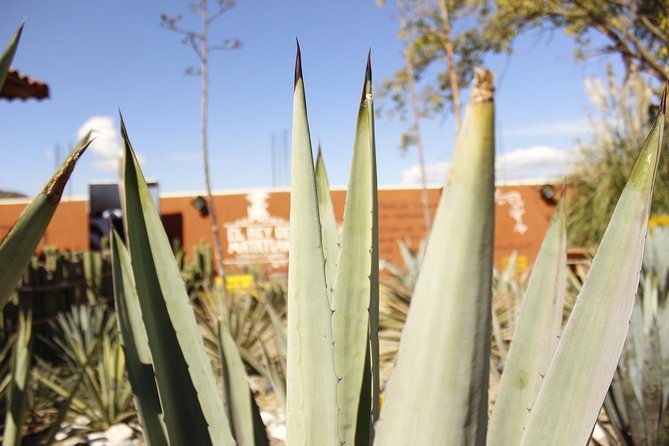 full day tour : Boil the water, Teotitlan, Mezcal, tule and Mitla - A full-day loop that actually makes sense: Mitla, Teotitlan, mezcal, Hierve el Agua, and El Tule