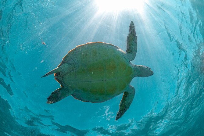 Full Day Tulum Ruins Tour Cenote and Swimming with Sea Turtles - Lunch, Comfort, and Timing: Small Details That Make the Day Easier