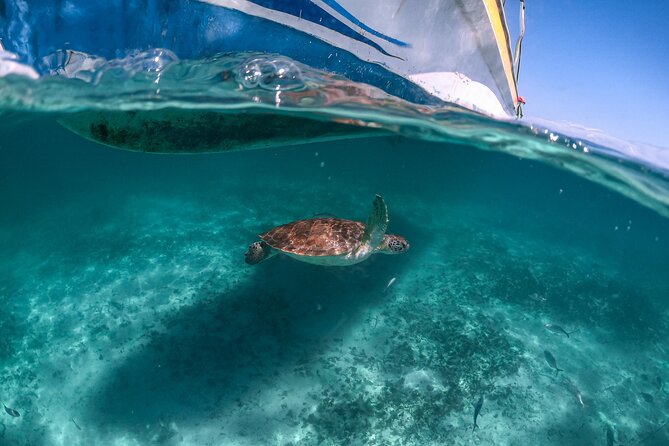 Full Day Tulum Ruins Tour Cenote and Swimming with Sea Turtles - Getting There From Playa del Carmen: Transfers and Meeting Points