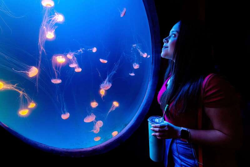 Gran Acuario Mazatlan - The scuba diver exhibition and the rays connection