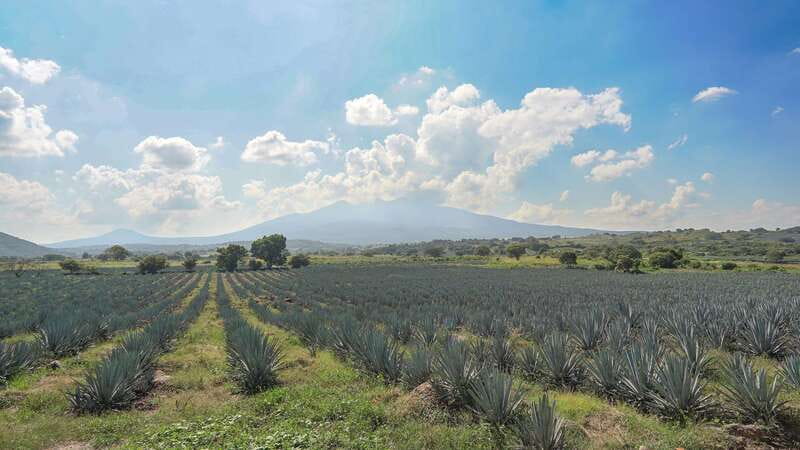 Guadalajara: Premium Tequila Tour with Tastings and Pairings - Tequila Route from Guadalajara, with volcano views and real tastings