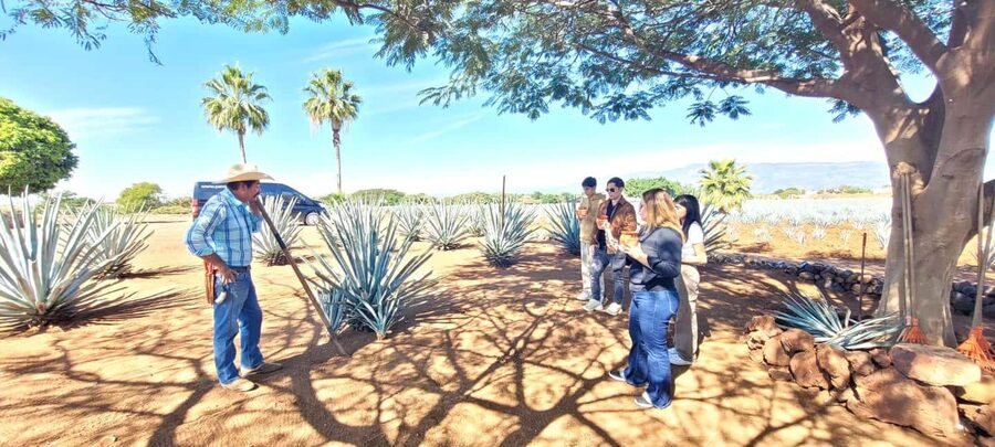 Guadalajara: Tequila Day Trip with Jose Cuervo Option - Should you book this Guadalajara tequila day trip?