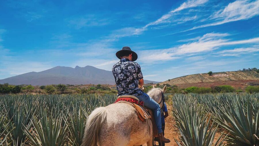 Guadalajara: Tequila Day Trip with Jose Cuervo Option - Tequila town free time: where shopping and lunch turn into a personal souvenir