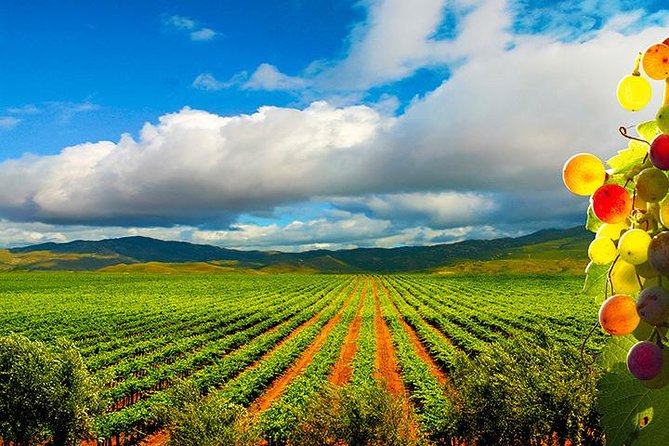 Guadalupe Valley Wine Route Tour in Baja California - Key Highlights Worth Your Time