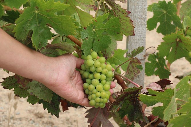 Guadalupe Valley Wine Route Tour in Baja California - The Real Heart of the Day: How Guides Make It Feel Like Your Tour
