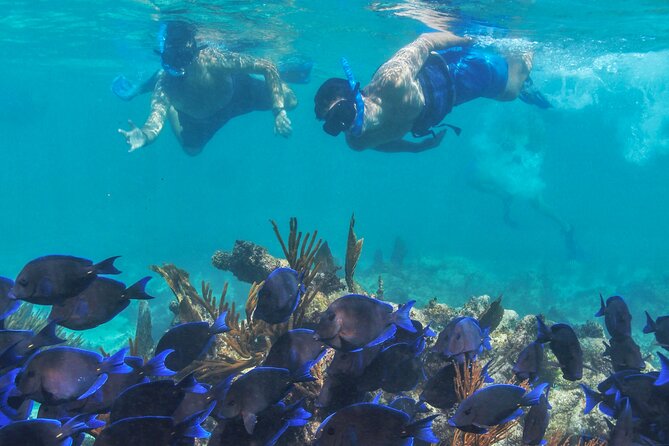Half-Day Luxury Sailing Experience in Tulum with Open Bar - Price, the dock fee, and where the deal really is