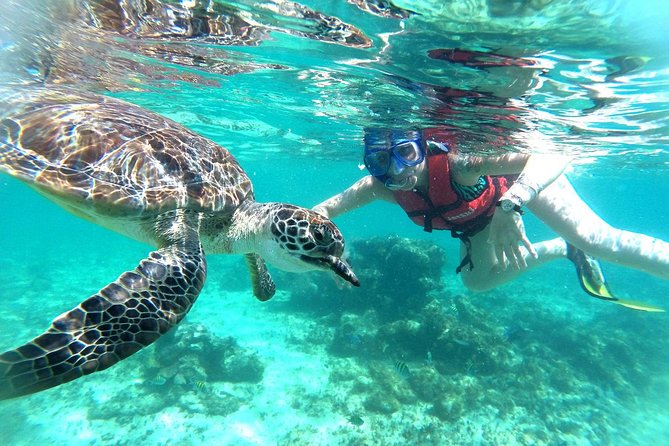 Half-Day Sea Turtle and Cenote Snorkeling Tour from Cancun & Riviera Maya - Should you book this sea turtle and cenote snorkel tour?